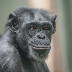 Chimpanzee butchers eight-month-old girl, harvest organs