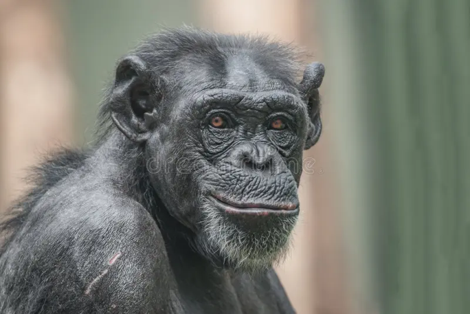 Chimpanzee butchers eight-month-old girl, harvest organs